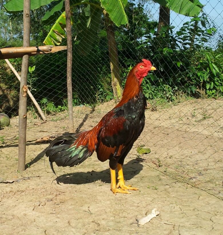 Chuyên Gà ASIL, PERU, MỸ, từ gà con đến gà đá tại TRÀ VINH !!! - 6