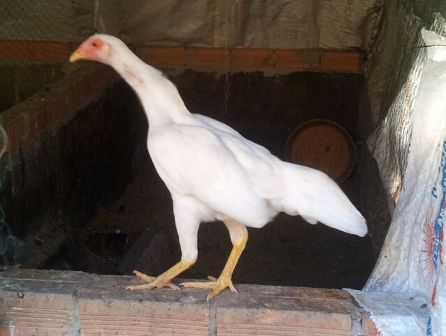Chuyên Gà ASIL, PERU, MỸ, từ gà con đến gà đá tại TRÀ VINH !!! - 13
