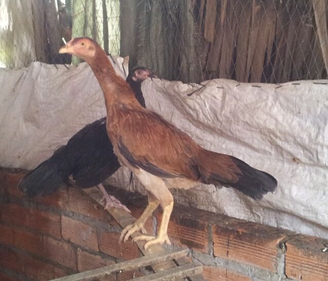 Chuyên Gà ASIL, PERU, MỸ, từ gà con đến gà đá tại TRÀ VINH !!! - 20