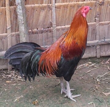 Chuyên Gà ASIL, PERU, MỸ, từ gà con đến gà đá tại TRÀ VINH !!! - 8