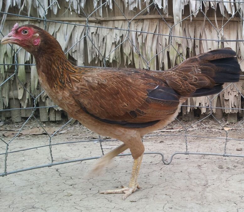 Chuyên Gà ASIL, PERU, MỸ, từ gà con đến gà đá tại TRÀ VINH !!! - 15