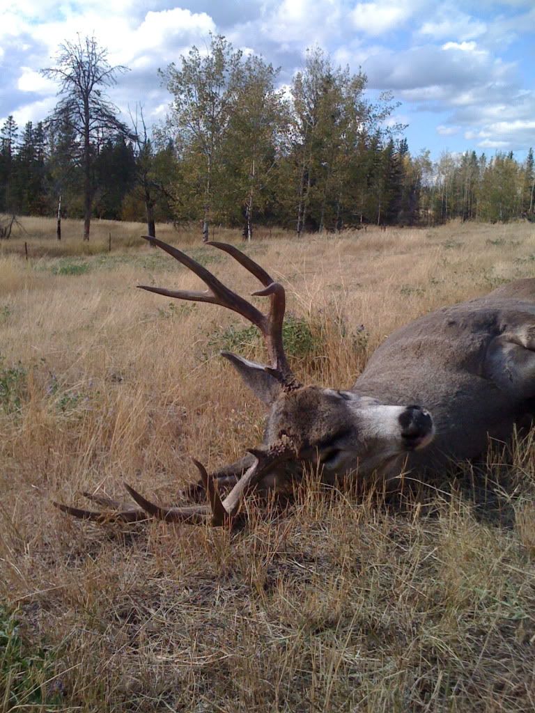 mule deer thread