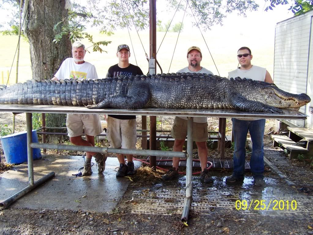 Mississippi Hunting and Fishing Forums 900 lb Record