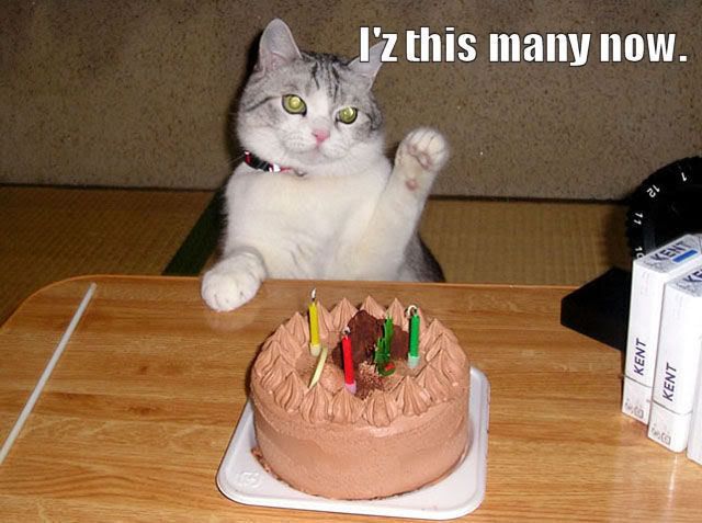 cats birthday Pictures, Images and Photos