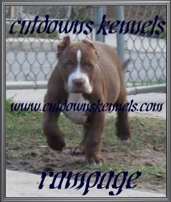 Chocolate Red Nose Pit Bulls Chocolate Red Nose Pit Bulls