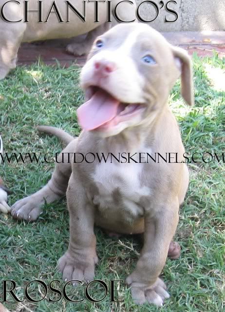 XXL Champagne Bully Pitbull Puppy. Extremely Huge Chamapgne puppy. California XXL Pit Bull. Flores Bloodline AKA Cutdowns Pitbulls