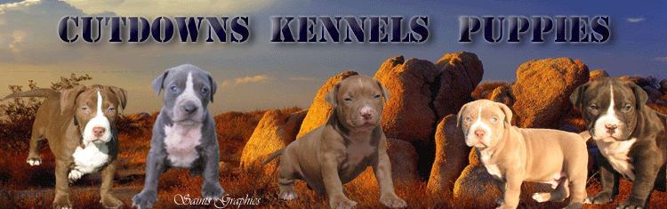 CUTDOWNS KENNELS PITBULL PUPPY WEBSITE BANNER. SAINTS GRAPHICS WEBSITE BUILDER. PITBULL GRAPHICS. PITBULL ART. PITBULL PUPPY DESERT SCENE