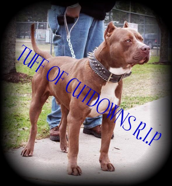 TUFF OF CUTDOWNS RIP WAS PRODUCED HERE AT CUTDOWNS KENNELS LA CALI. XL BLUE CHAMPAGNE WORKING PITBULL. IRON DOG CHAMPION AND RECORD HOLDER