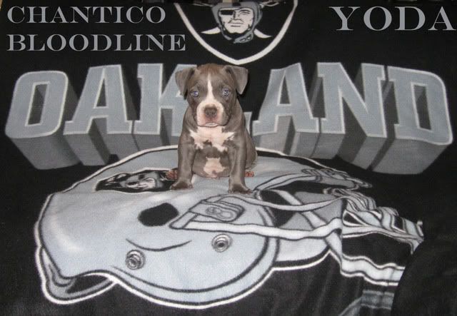 Blue Bully Pit BUll Puppy Champion Pedigree