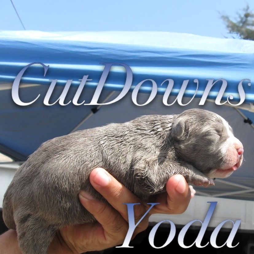 Blue Bully Pit BUll Puppy. Champion Weight Puller Champion SHow Ring. MR YODA