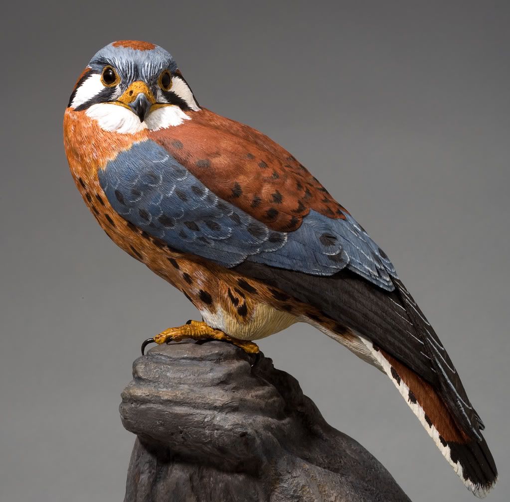 American Kestrel Close Up Photo by billrover Photobucket