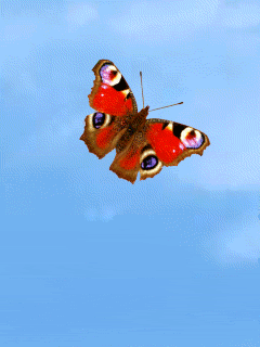 butterfly gif photo: 0197.gif