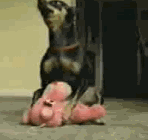 chihuahua-humping-pink-panther-plush-toy
