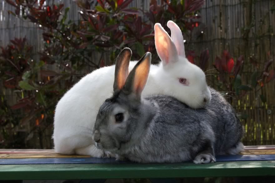 HarryandSally.jpg
