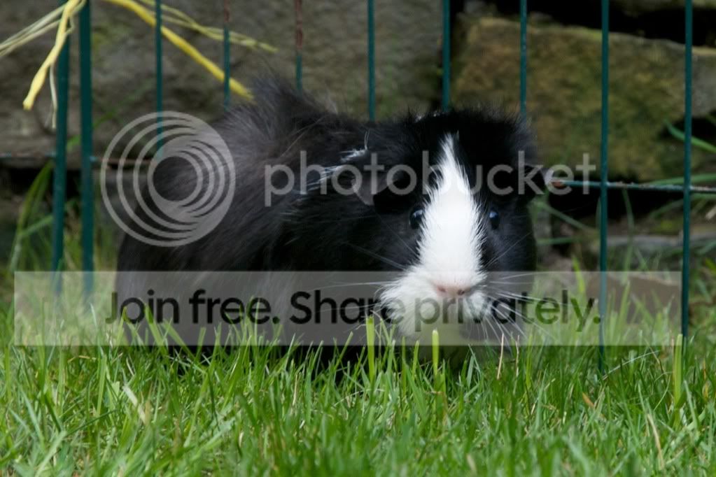 RSPCA28.jpg