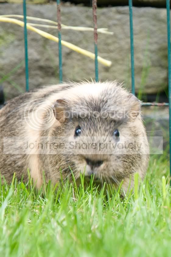RSPCA30.jpg