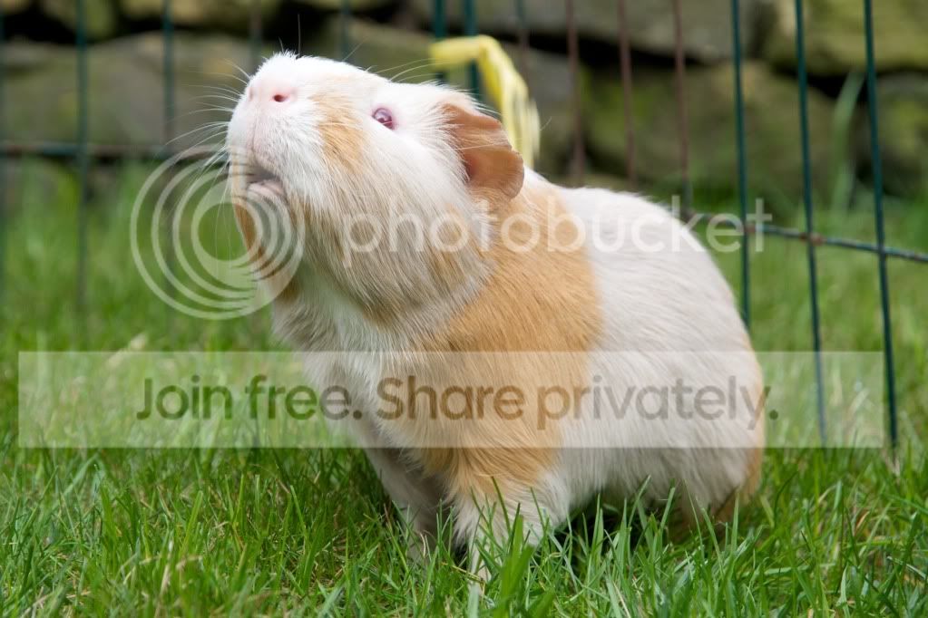 RSPCA36.jpg