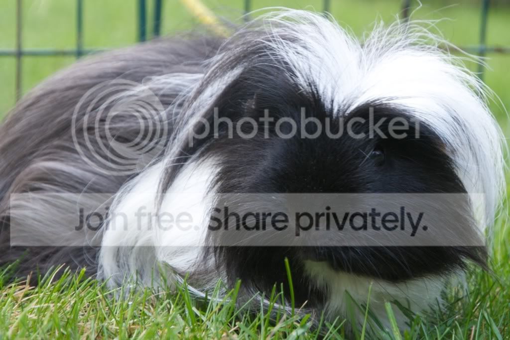 RSPCA41.jpg