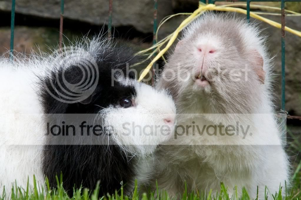 RSPCA48.jpg