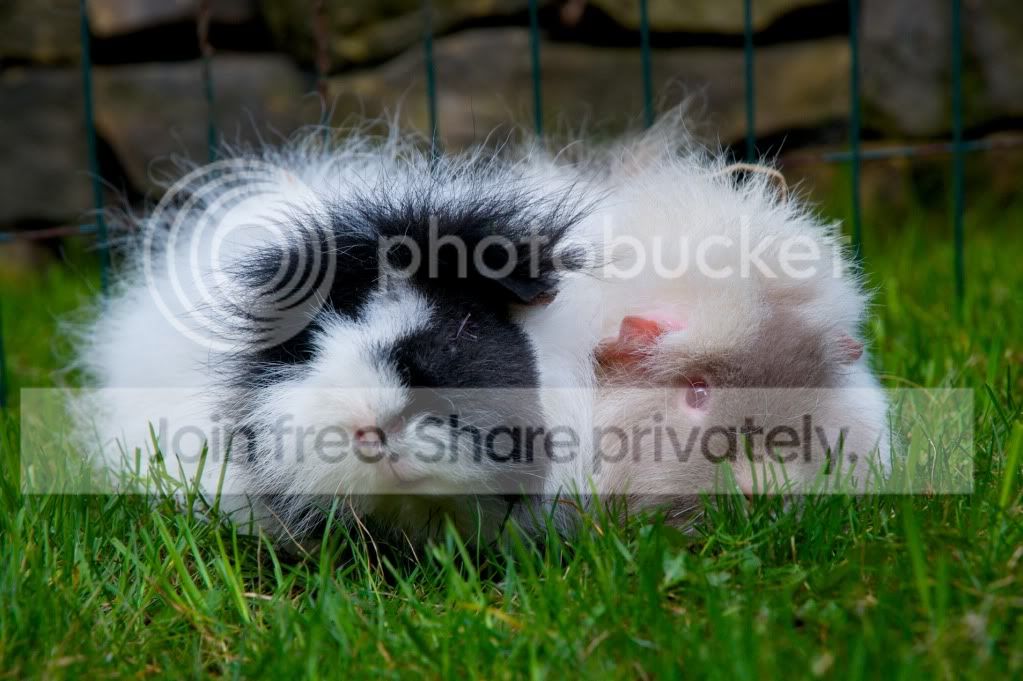 RSPCA51.jpg