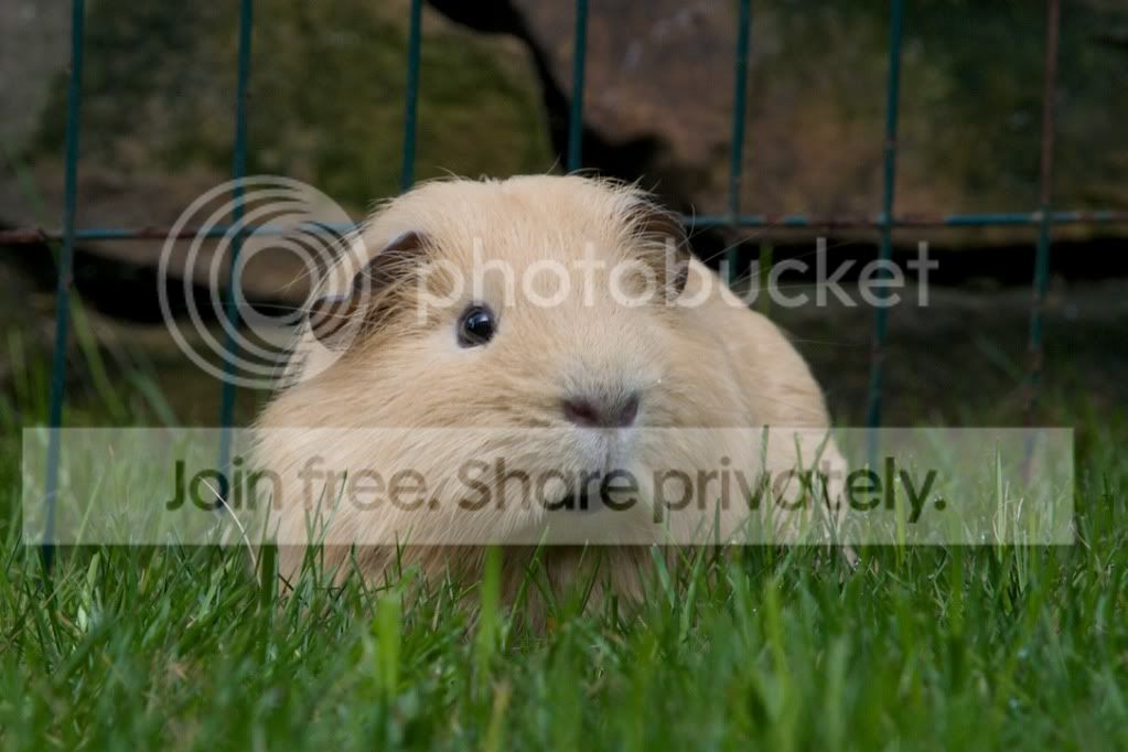 RSPCA52.jpg