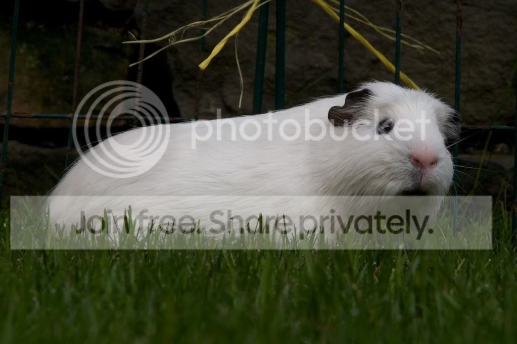 RSPCA56.jpg