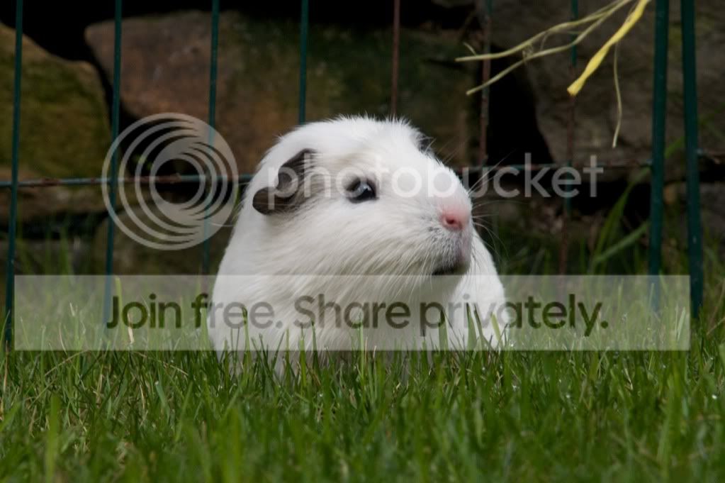RSPCA57.jpg