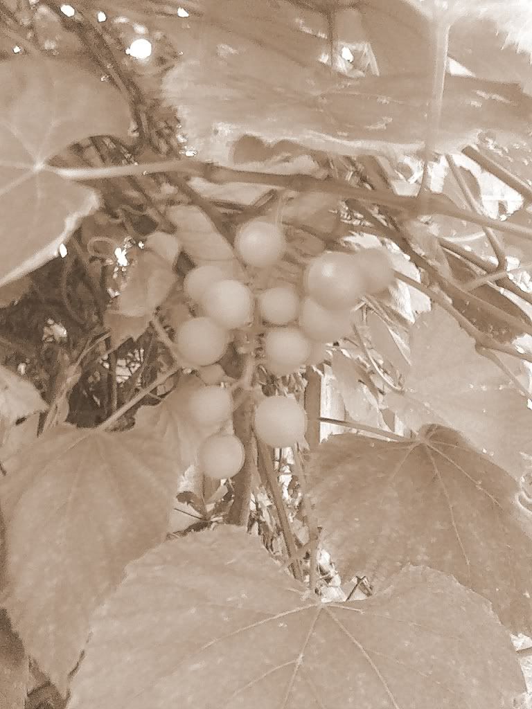[PokeCommunity.com] Zirkle Edits Photos,