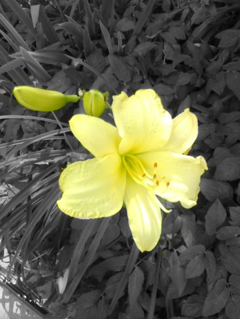 [PokeCommunity.com] Zirkle Edits Photos,