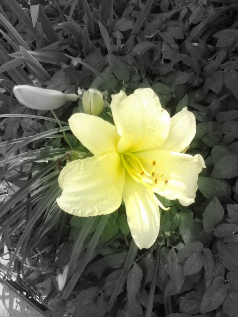 [PokeCommunity.com] Zirkle Edits Photos,